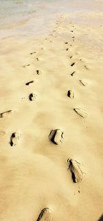 Close-up of flock of birds on sand at beach