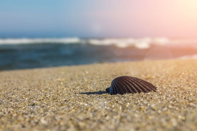 Close-up of shell on sand