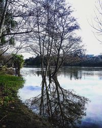 Bare tree by lake against sky