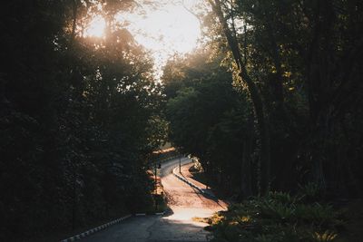 Road amidst trees in forest