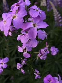 Close-up of purple flowering plants