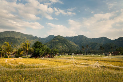 Farmland fields and hills of rural bali, in amed village, karangasem, indonesia