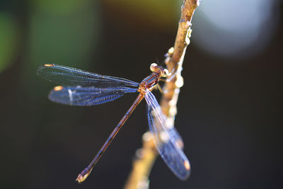 Close-up of dragonfly on plant stem