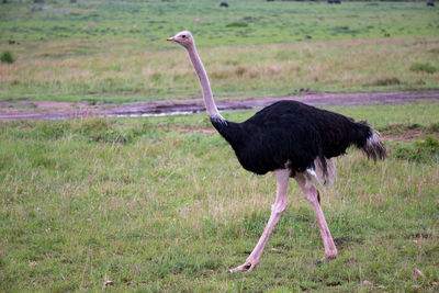 Side view of a bird walking on field