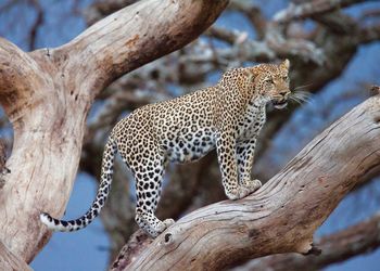 Leopard standing on tree