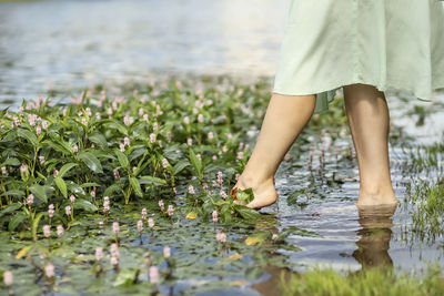 Woman's foot touches the water surface of a lake with blooming algae.