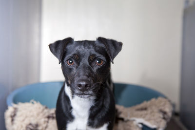 Close-up portrait of black dog at home