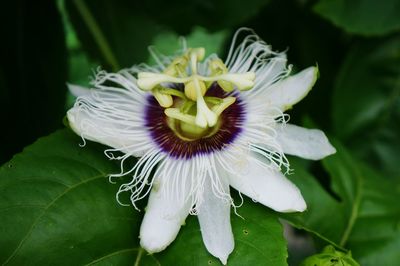 Macro shot of passion flower