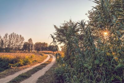 Road amidst trees on field against sky