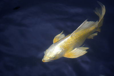 Close-up of fish swimming in aquarium