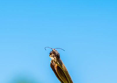 Low angle view of butterfly on plant against blue sky