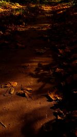 Close-up of dry autumn leaves at night