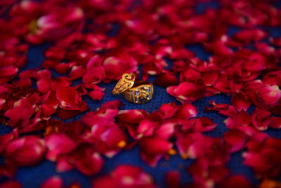 Close-up of red flowers