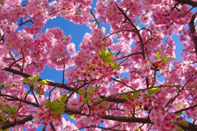 Low angle view of cherry blossom tree