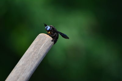 Close-up of insect on wall