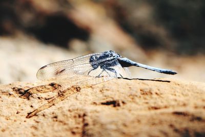 Close-up of insect on rock