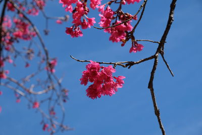 Low angle view of pink cherry blossoms in spring