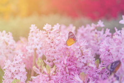 Close-up of butterfly pollinating on pink flower