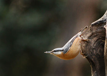 Close-up of bird perching on tree