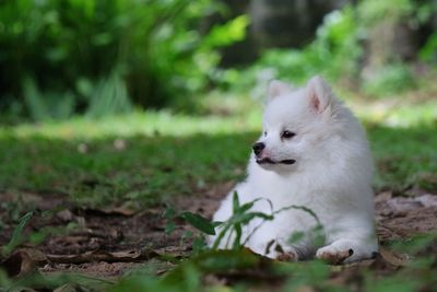 Dog looking away on field