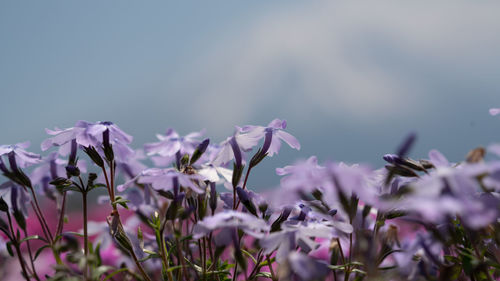 Close-up of purple flowering plants against sky