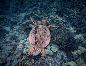 Close-up of turtle swimming in sea