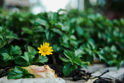 Close-up of yellow flowering plant