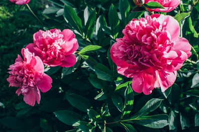 Close-up of pink roses