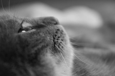 Close-up of cat