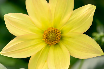 Close-up of yellow flower