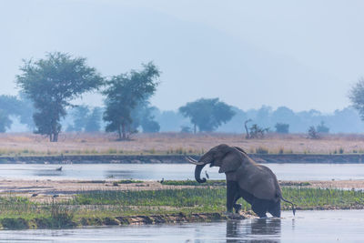 Side view of elephant in lake against sky