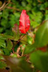 Close-up of red maple leaves on land