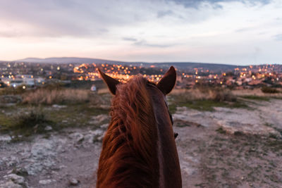 Rear view of a horse on landscape