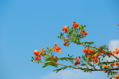 Low angle view of orange flowering plant against blue sky