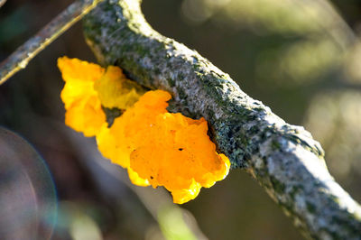 Close-up of yellow flower