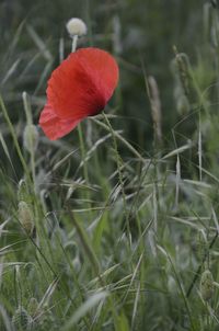 Close-up of red poppy blooming outdoors