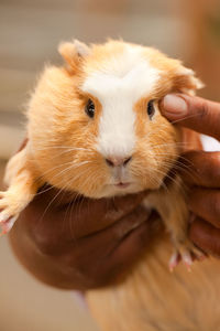 Guinea pig in a hatchery.