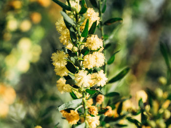 Close-up of white flowers