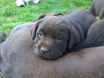 Close-up of a dog