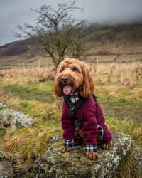 An outdoor portrait of an apricot cockapoo dog in the scottish countryside 