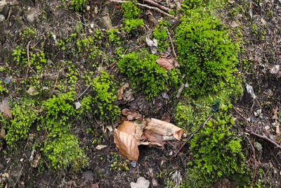 High angle view of mushroom growing in forest