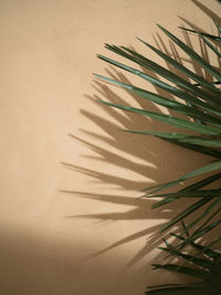 Close-up of palm tree against wall