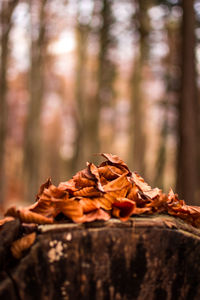 Close-up of dry leaves on tree in forest during autumn