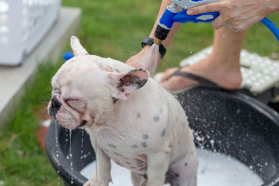 Woman bathing dog at yard