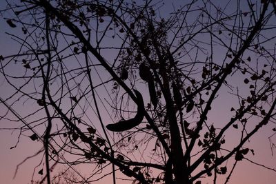 Low angle view of silhouette bird perching on bare tree against sky