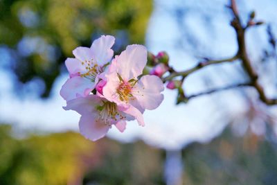 Close-up of fresh flowers blooming on tree