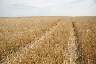Idyllic shot of wheat field against sky