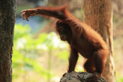 Baby orangutan sitting on tree trunk