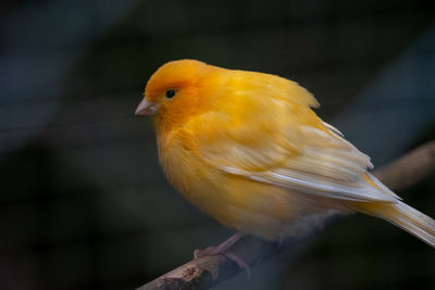 Close-up of bird