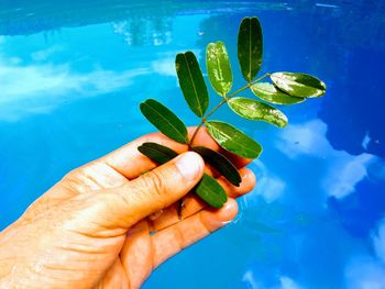 Cropped hand holding leaf against swimming pool